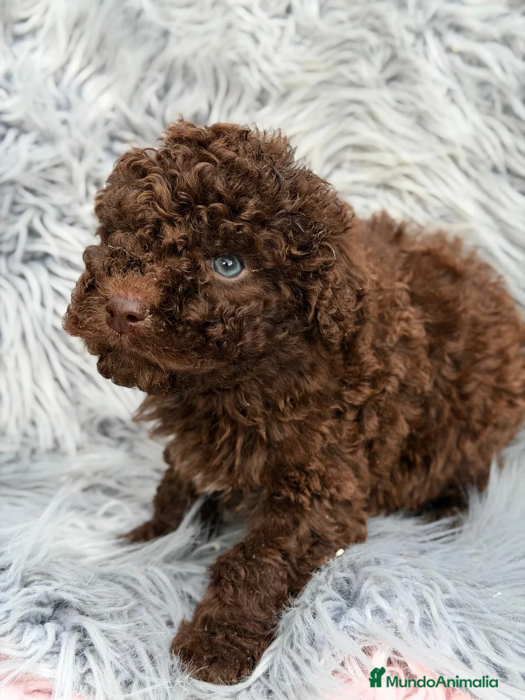 Perro de Agua Español perros en venta: CAMADA PERRO DE AGUA MACHOS - Anuncio 2