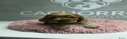 Cocker Spaniel Inglés perros en venta: Cocker dorado  - Anuncio 3