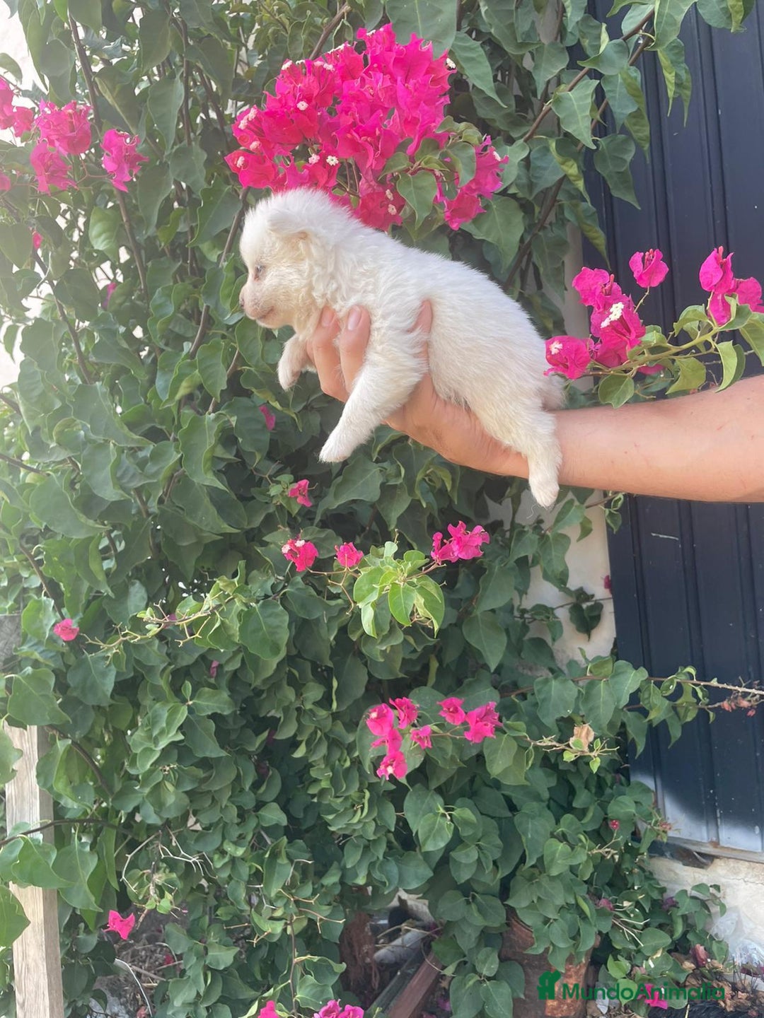Pomerania perros en venta: Lulu pomerania  - Imagen 5