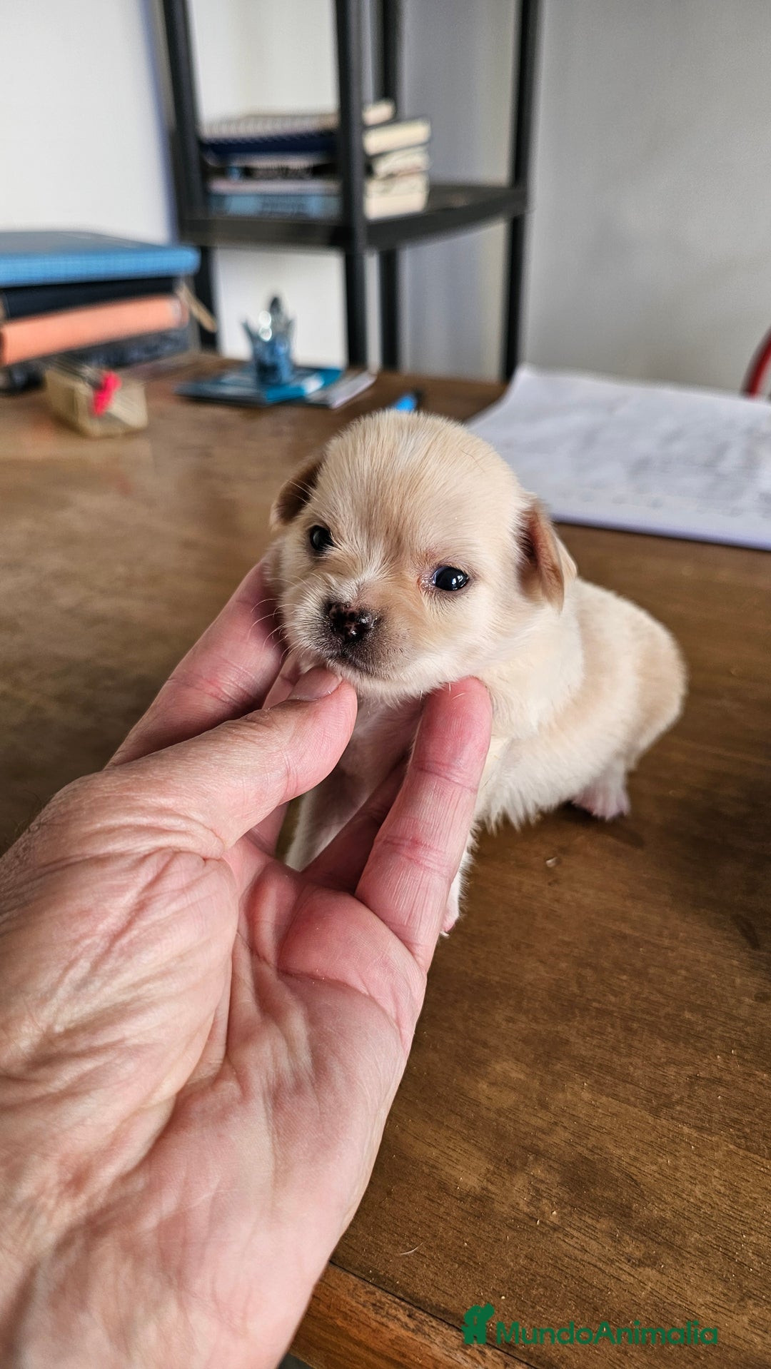 Chihuahua perros en venta: Preciosos chihuahuas mini - Imagen 3