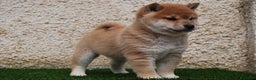 Shiba Inu perros en venta: SHIBA INU, CACHORROS DISPONIBLES en Madrid - Anuncio 1