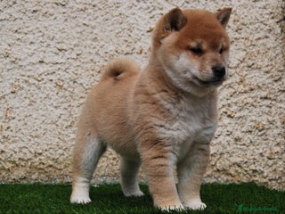 Shiba Inu perros en Madrid - Anuncio 2