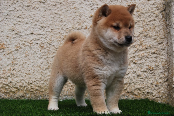 Shiba Inu perros en Madrid - Anuncio 2
