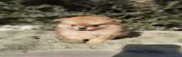 Pomerania perros en venta: Pomeranias Toy - Anuncio 10