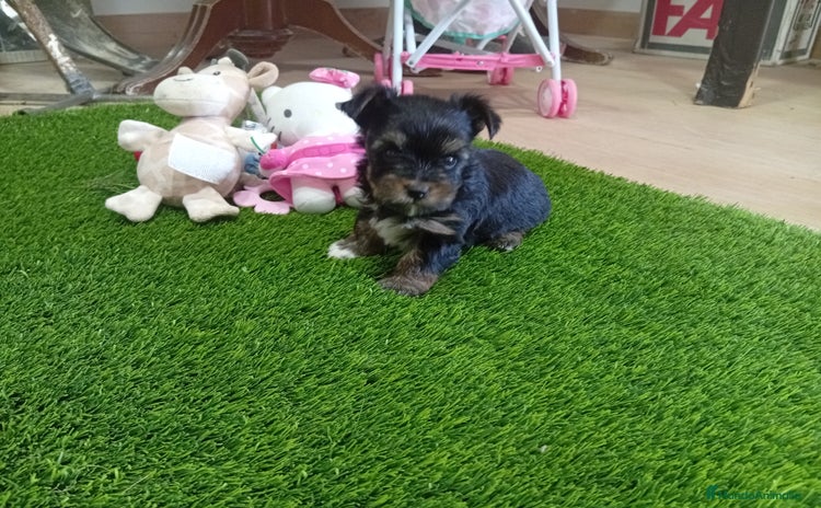 Yorkshire Terrier perros - Anuncio 1