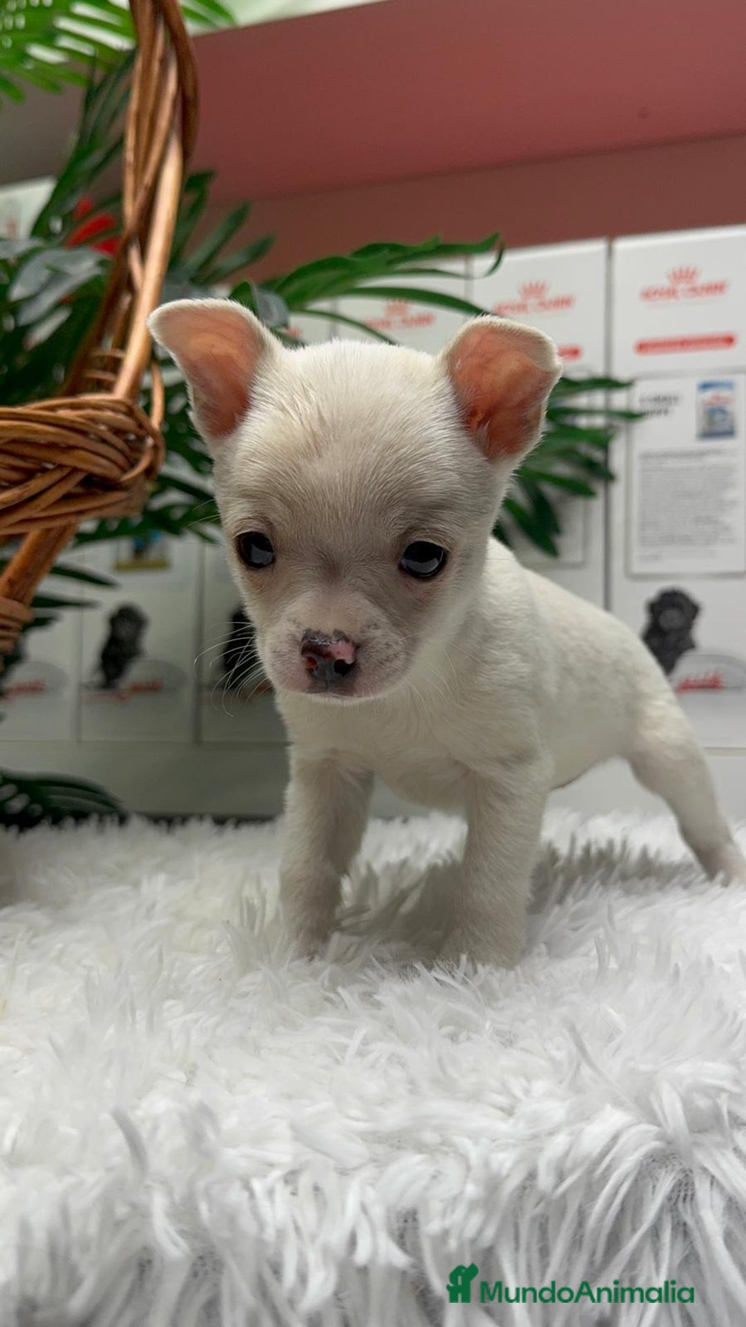 Chihuahua perros en venta: CHIHUAHUA MACHO - Anuncio 10