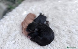 Caniche Toy perros en venta: CANICHE TOY HEMBRAS - Imagen 12
