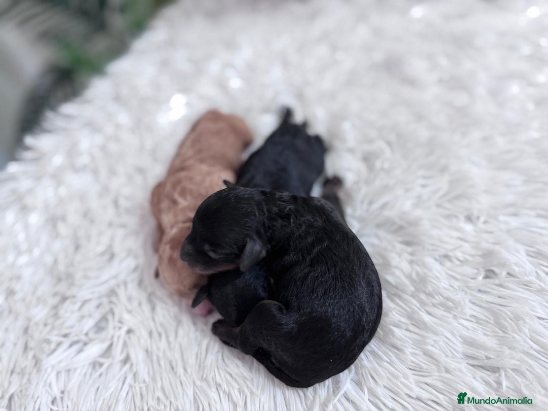 Caniche Toy perros en venta: CANICHE TOY HEMBRAS - Imagen 12