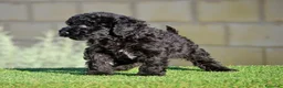 Perro de Agua Español perros en venta: PERRO DE AGUA  - Anuncio 18