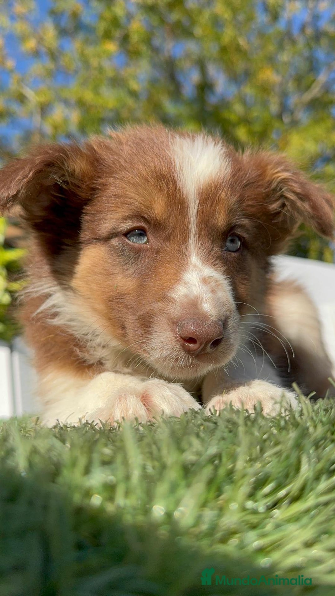 Border Collie perros en venta: BORDER COLLIE HEMBRA - Anuncio 5
