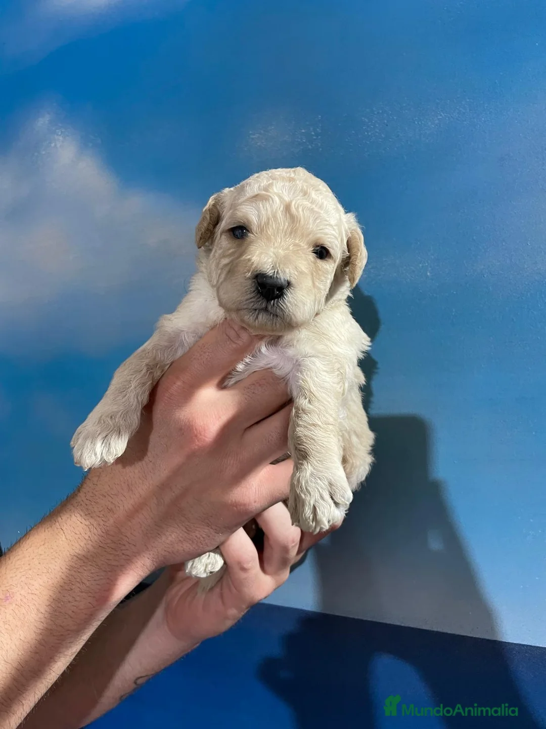 Perro de Agua Español perros en venta: ABRIMOS reservas  en Madrid - Anuncio 1