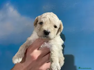 Perro de Agua Español perros ABRIMOS reservas - Anuncio 1