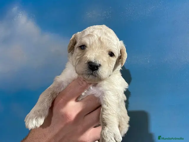 Perro de Agua Español perros ABRIMOS reservas - Anuncio 1