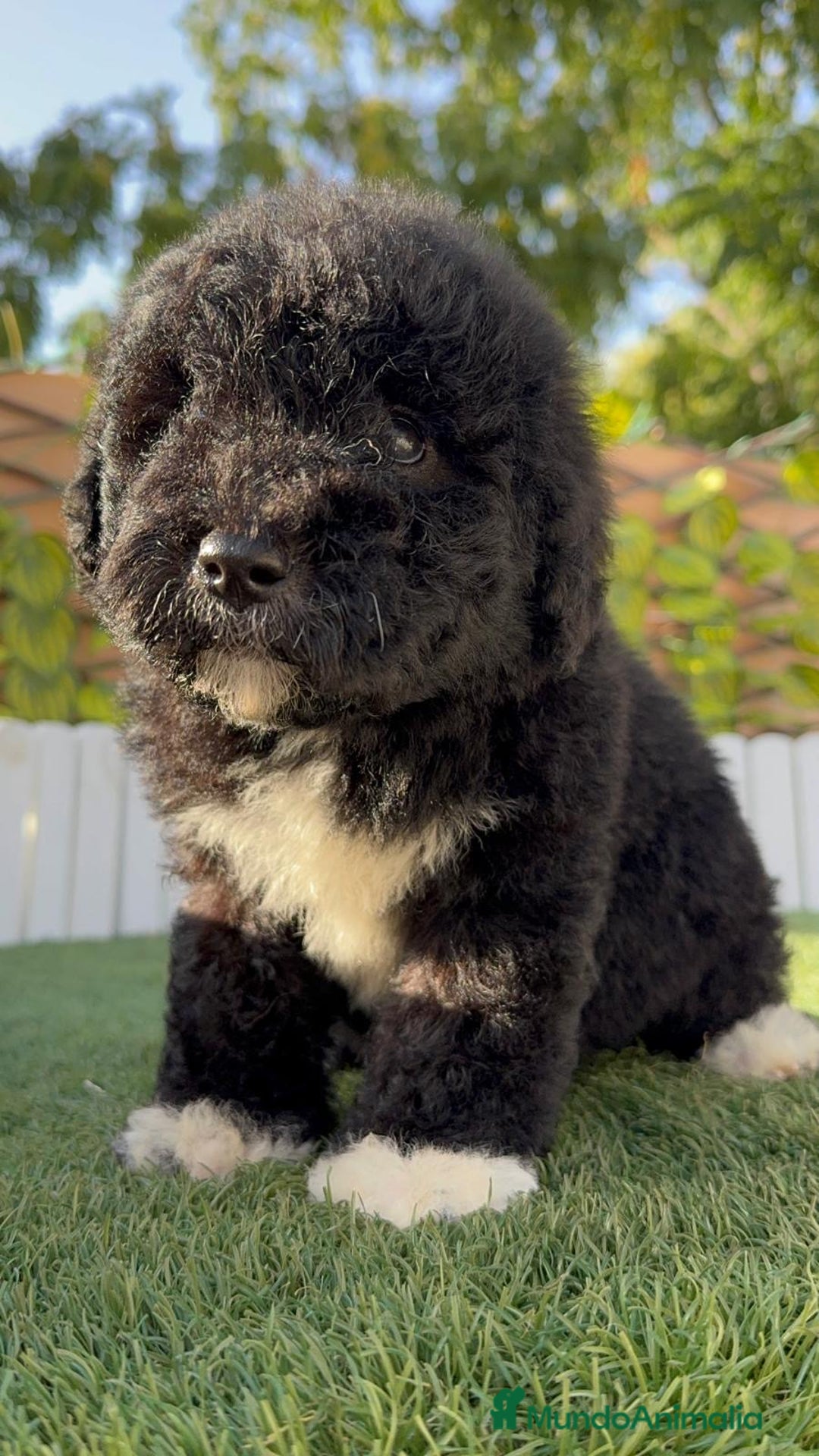 Perro de Agua Español perros en venta: PERRO DE AGUA HEMBRA - Imagen 3