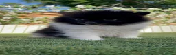 Pomerania perros en venta: POMERANIA - Anuncio 10