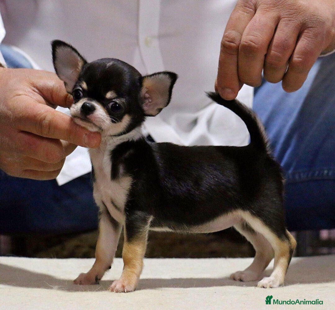 Imagen de galería {{count}}