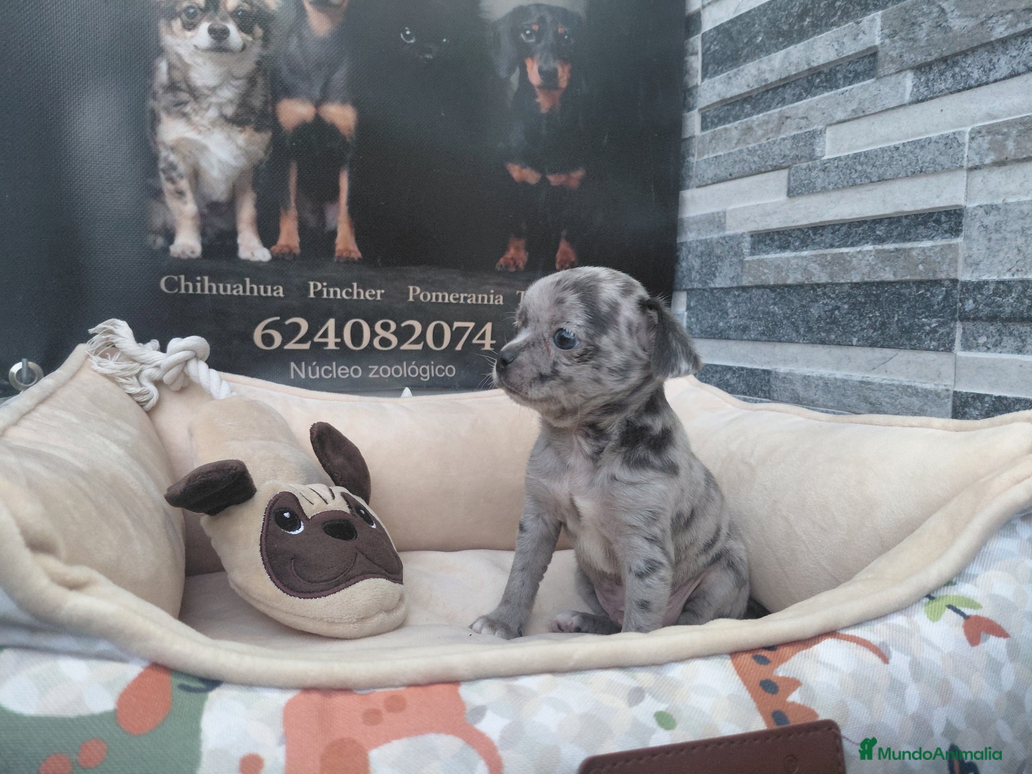 Chihuahua perros Chihiuahuas - Anuncio 2