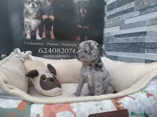 Chihuahua perros Chihiuahuas - Anuncio 2