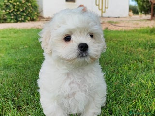 Bichón Maltés perros Bichón Maltes criado en familia - Anuncio 1