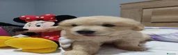 Golden Retriever perros en venta: Golden Retriever  - Anuncio 4