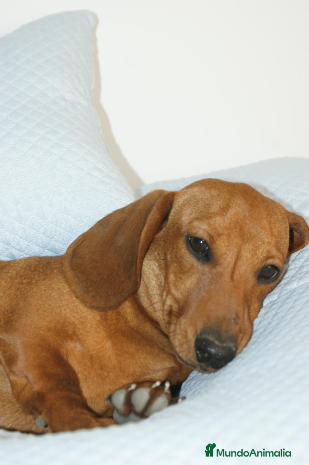 Teckel Miniatura perros CACHORRITO DE TECKEL MINI ROJO - Anuncio 1