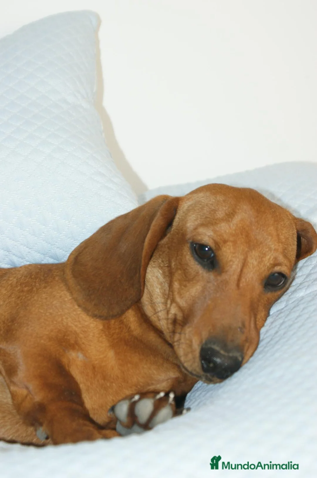 Teckel Miniatura perros en venta: CACHORRITO DE TECKEL MINI ROJO - Anuncio 1