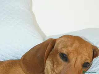 Teckel Miniatura perros CACHORRITO DE TECKEL MINI ROJO - Anuncio 1