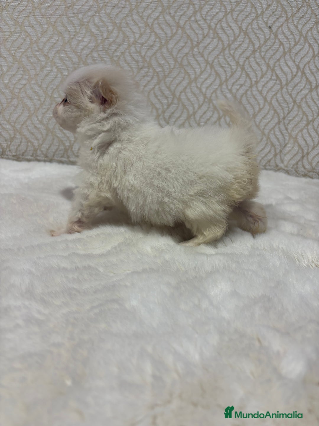 Pomerania perros en venta: Lulu Pomerania Toy hembra naranja blanca  - Anuncio 6