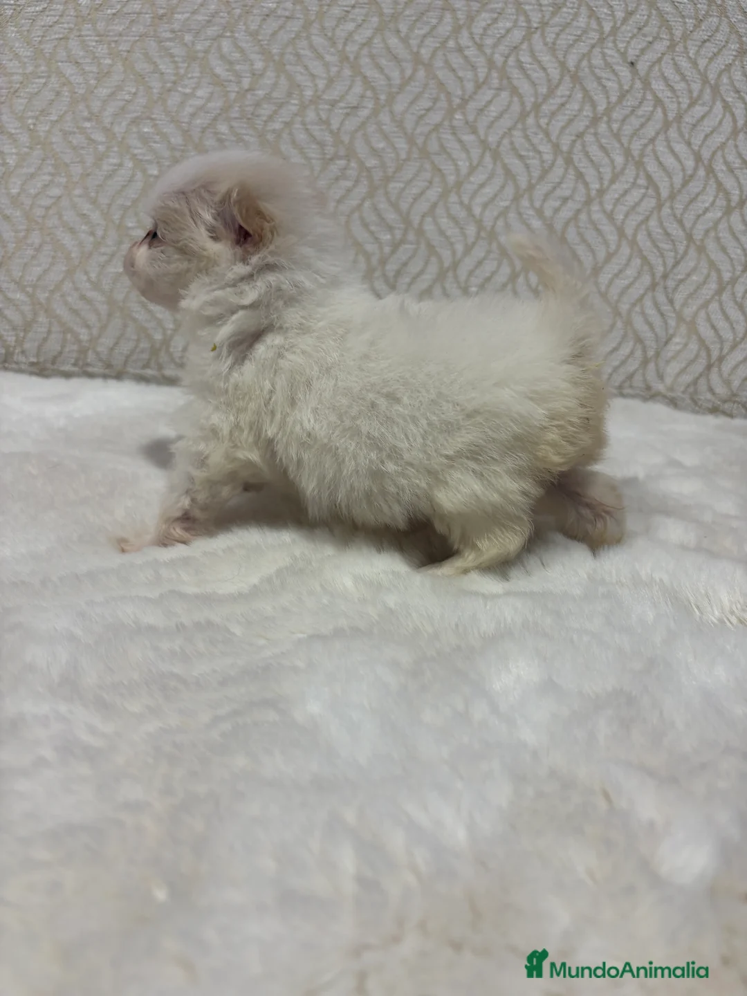 Pomerania perros en venta: Lulu Pomerania Toy hembra naranja blanca  - Anuncio 6