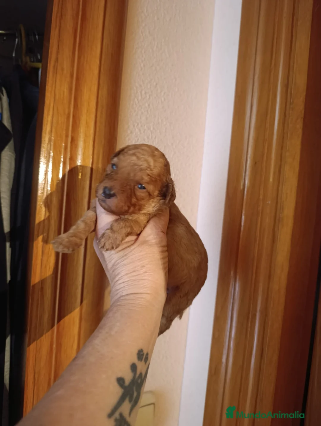 Caniche Toy perros en venta: Caniches Toys exclusivos - Anuncio 2