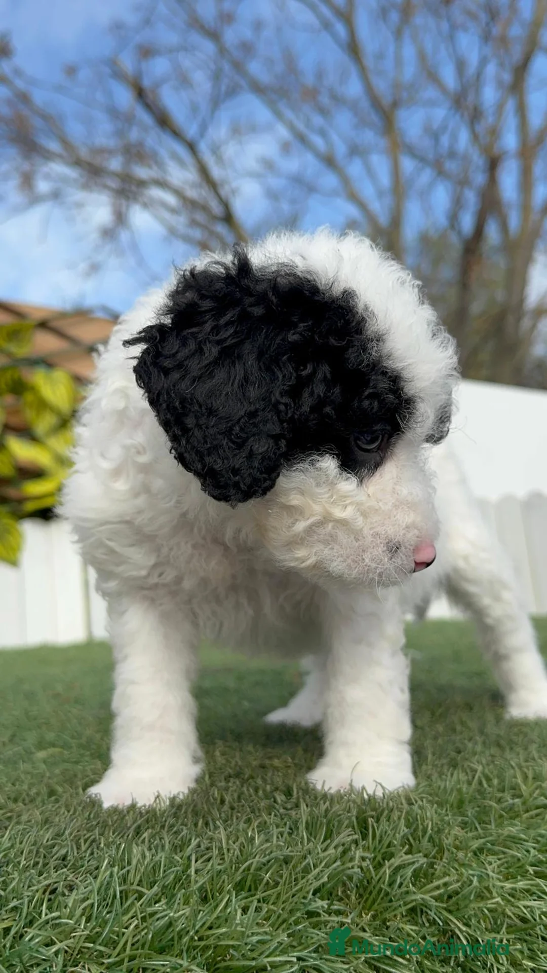 Perro de Agua Español perros en venta: PERRO DE AGUA HEMBRA - Anuncio 6