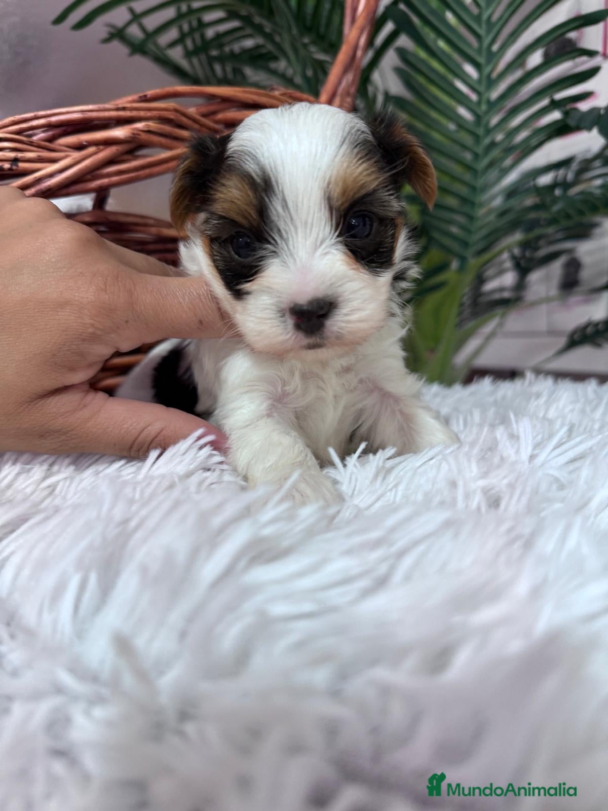 Yorkshire Terrier perros YORSKSHIRE BIEWER MACHO - Anuncio 2