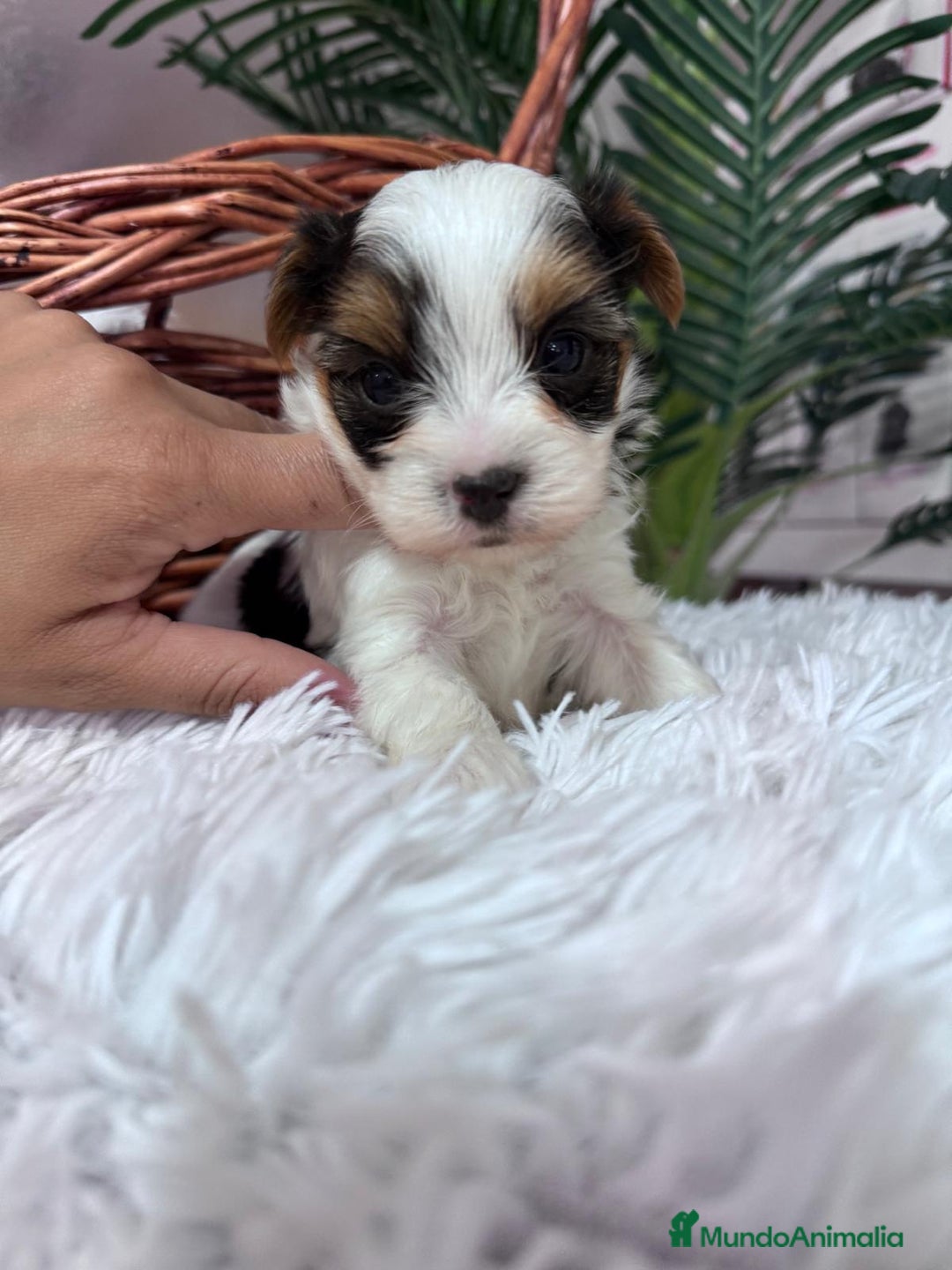 Yorkshire Terrier perros en venta: YORSKSHIRE BIEWER MACHO - Anuncio 1