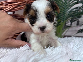Yorkshire Terrier perros YORSKSHIRE BIEWER MACHO - Anuncio 2