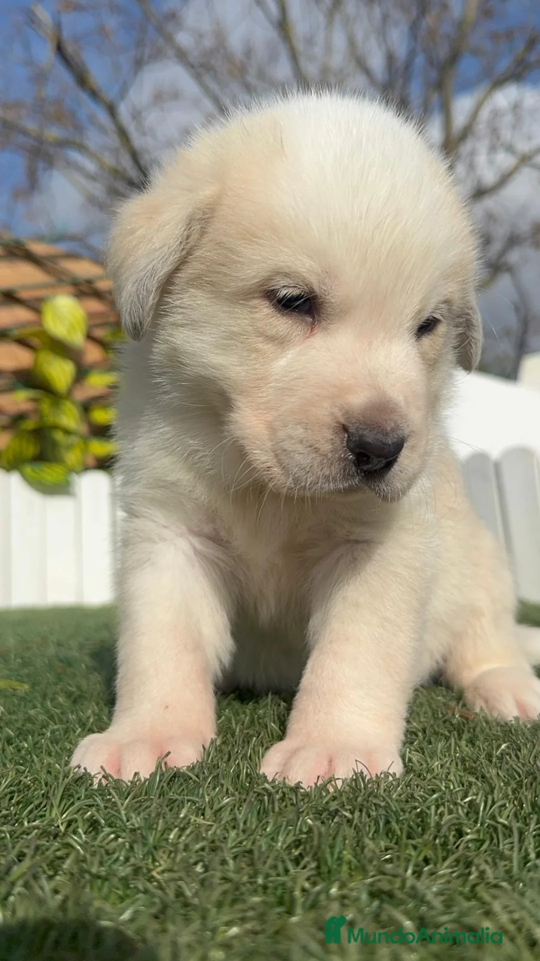 Mastín Español perros en venta: MASTIN ESPAÑOL - Anuncio 7