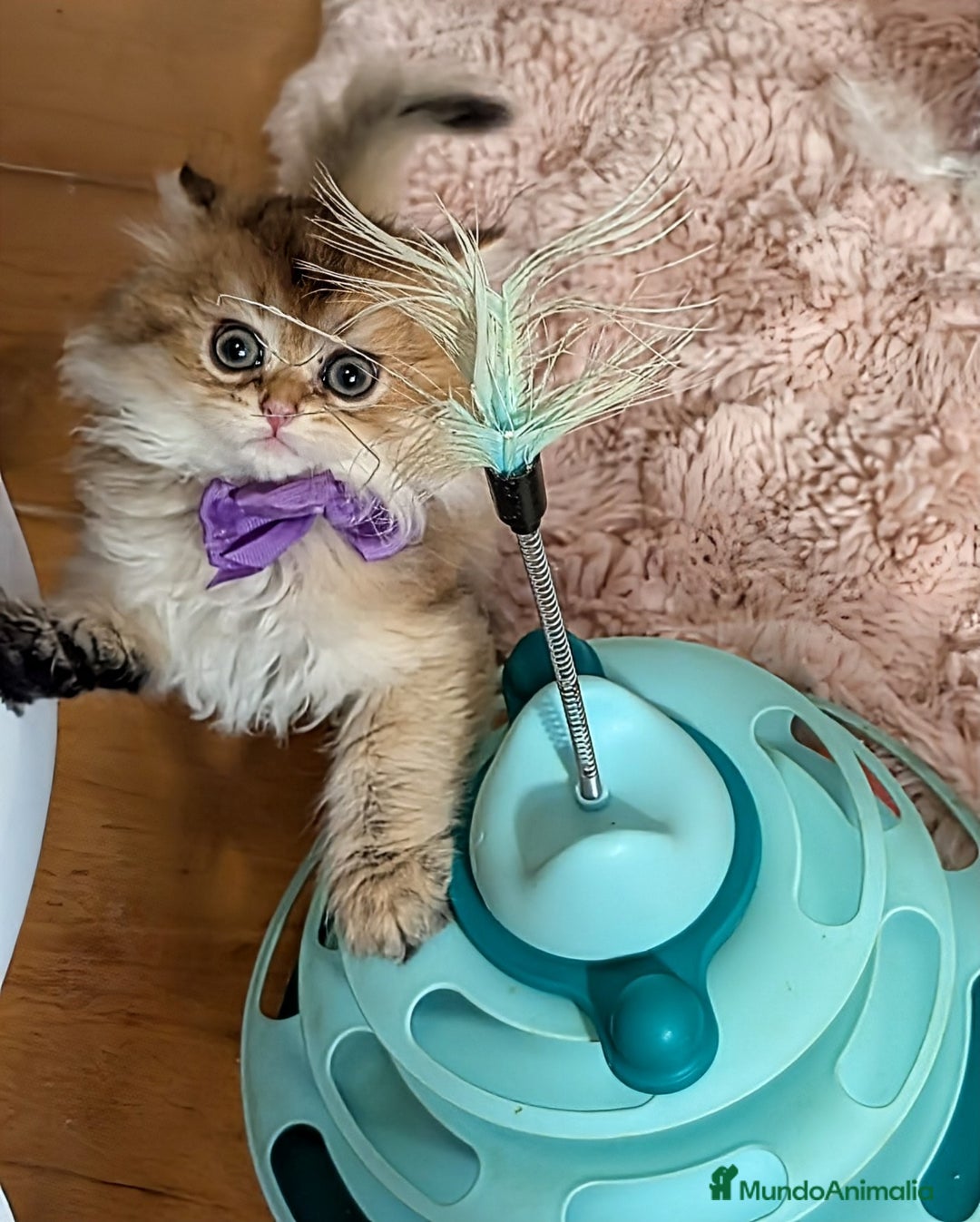 Británico de Pelo Largo gatos en venta:  2gatitos color exclusivo british golden longhair  - Anuncio 7