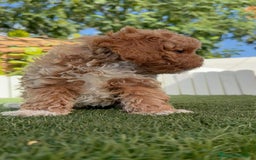 Caniche Toy perros en venta: CANICHE TOY MACHO - Imagen 19