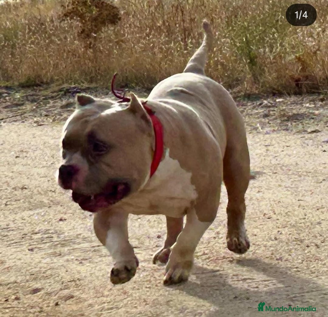 American Bully perros en venta: AMERICAN BULLY ♂️♀️ - Imagen 3