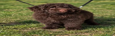 Caniche Toy 1