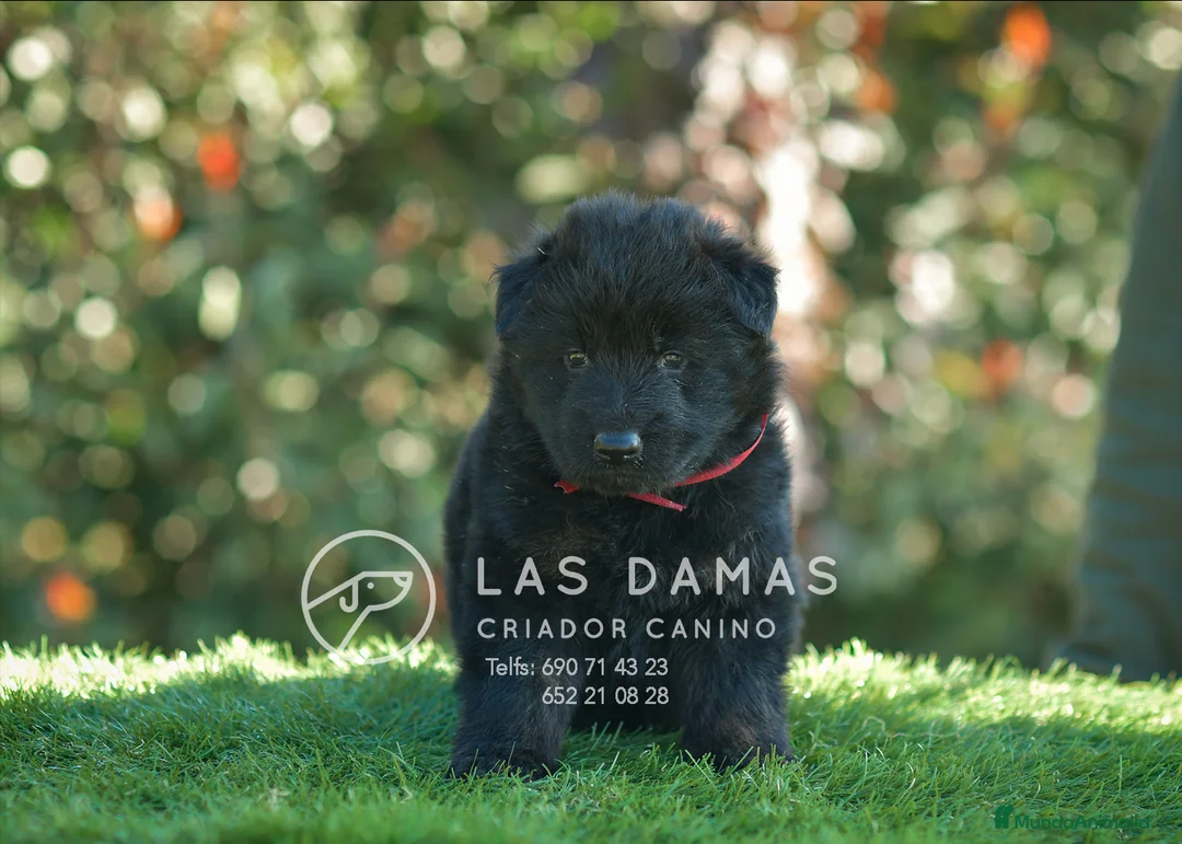 Pastor Alemán perros en venta: Pastor alemán próxima camada - Anuncio 6