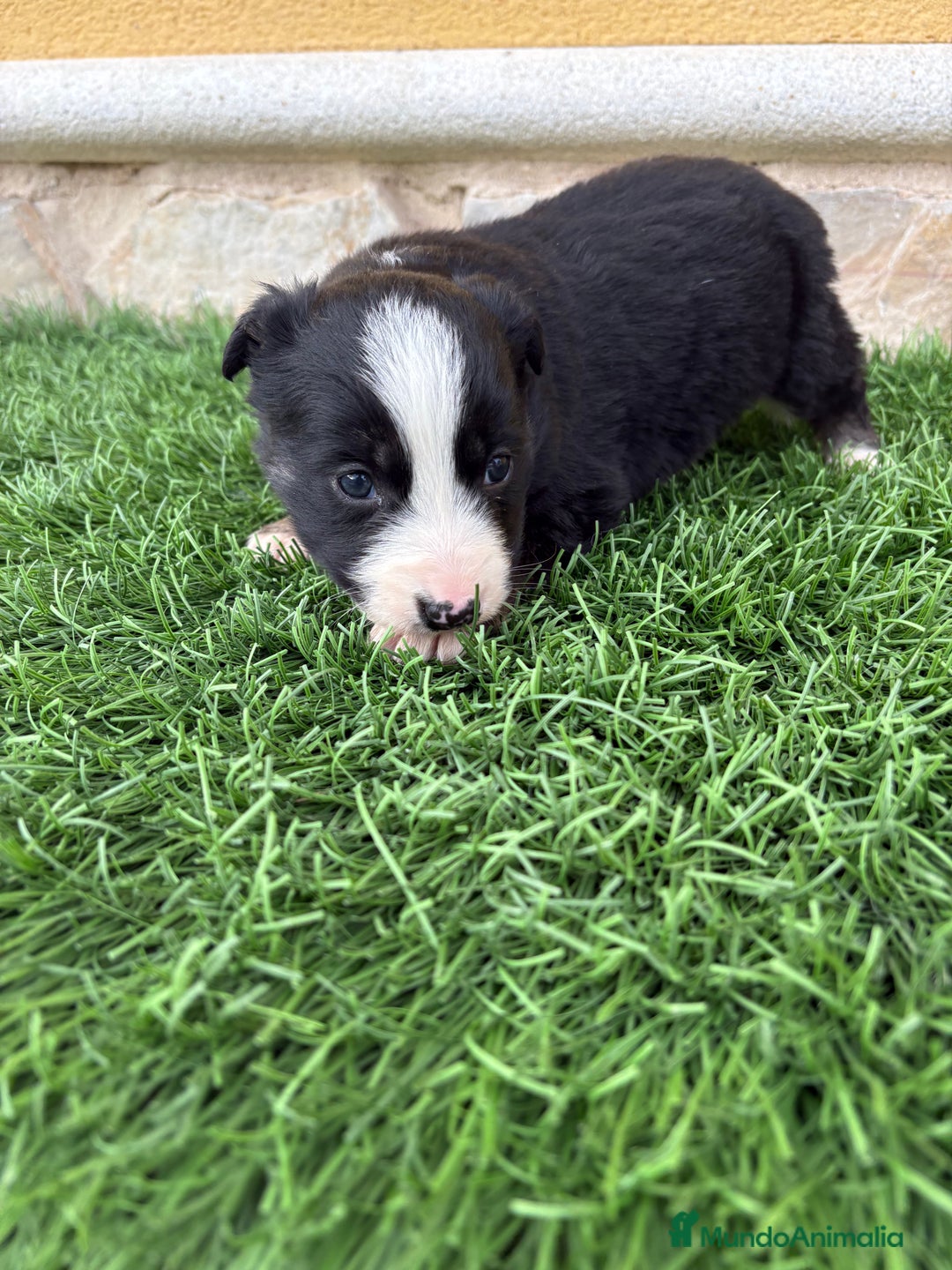 Border Collie perros en venta: Border Collie hembra negra blanca  - Anuncio 12