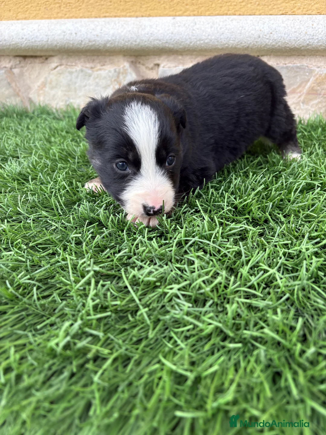 Border Collie perros en venta: Border Collie hembra negra blanca  - Anuncio 12