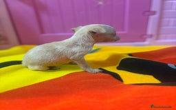 Ratón de Praga perros en venta: Ratón de Praga  - Imagen 16