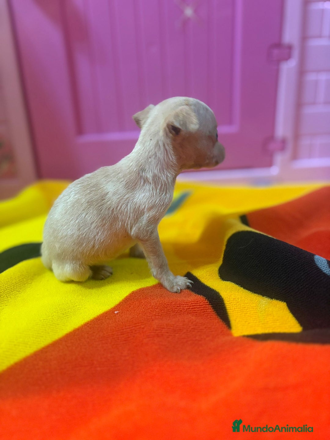 Ratón de Praga perros en venta: Ratón de Praga  - Imagen 16