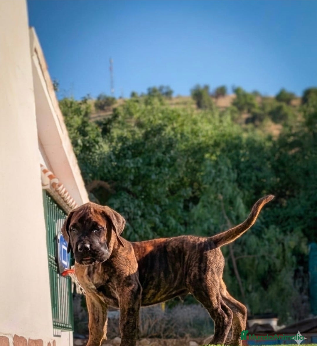 Presa Canario perros Presas canario - Anuncio 1