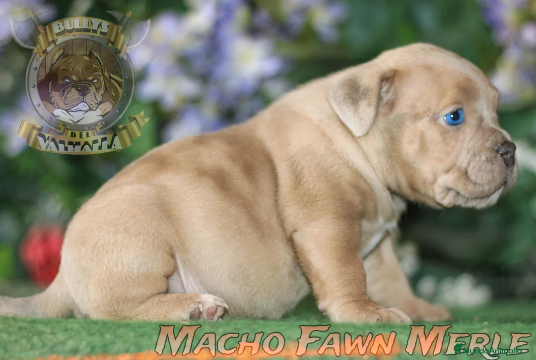 American Bully perros en venta: AMERICAN BULLY CRIADORES 622414793 (SOLO LLAMADAS) en Sevilla - Anuncio 5