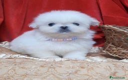 Pekinés perros en venta: Cachorros Pequinés imperial  - Anuncio 2