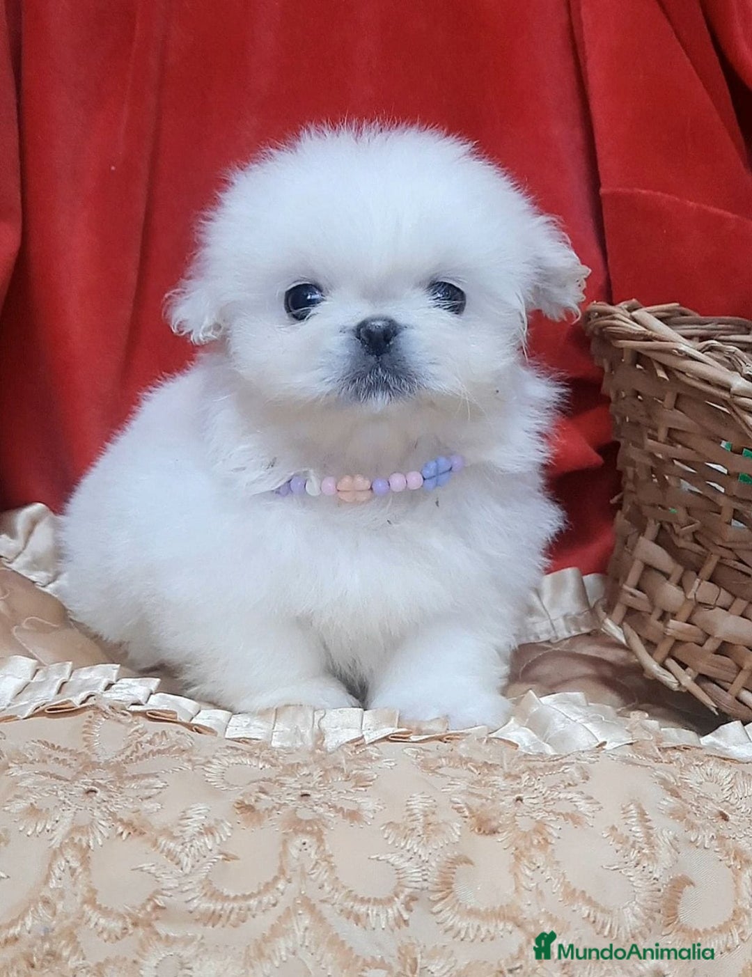 Pekinés perros en venta: Cachorros Pequinés imperial  - Anuncio 2