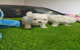 Bichón Maltés perros en venta: OPORTUNIDAD VERANO... MALTES MINI - Imagen 2
