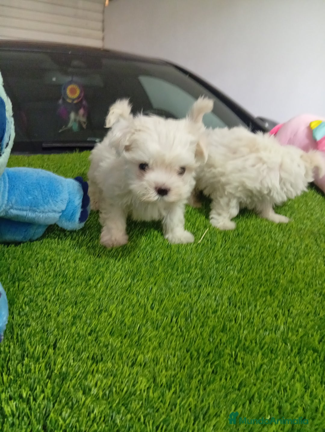 Bichón Maltés perros en venta: OPORTUNIDAD VERANO... MALTES MINI - Imagen 2